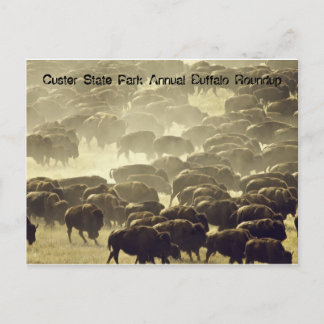 Annual Buffalo Roundup im Custer Staat Park Postkarte