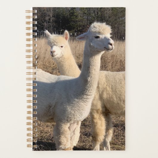 Annual Planner - Alpacas Planer (Vorderseite)