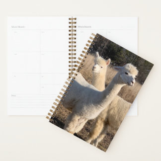 Annual Planner - Alpacas Planer