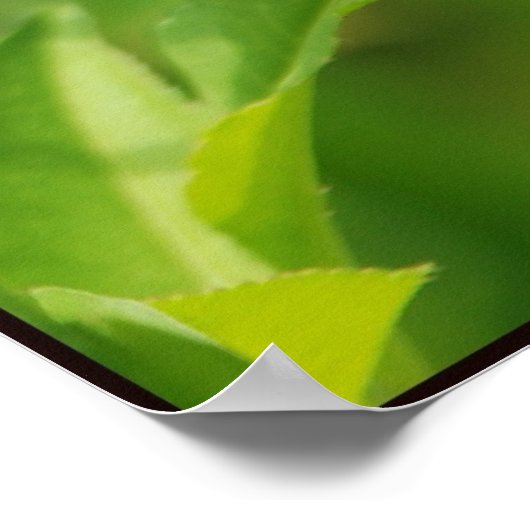 Anole95 Poster (Ecke)