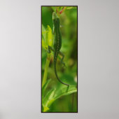 Anole95 Poster (Vorne)