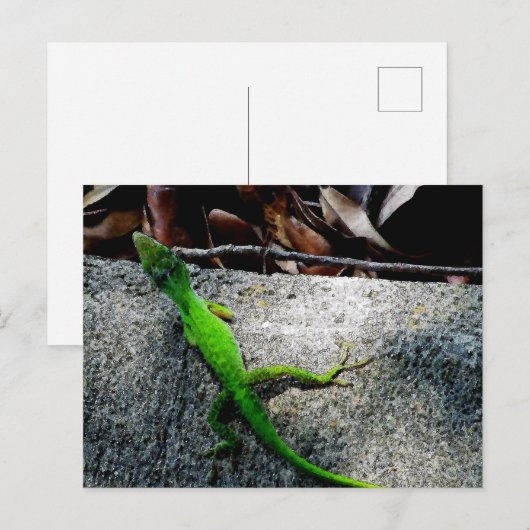 Anole 6704 postkarte (Vorne/Hinten)