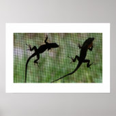 Anole Dual Poster (Vorne)