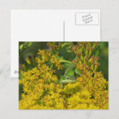 Anole in Goldenrod Postcard Postkarte (Vorne/Hinten)
