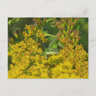 Anole in Goldenrod Postcard Postkarte