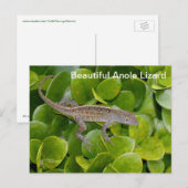 Anole Lizard in Florida Postcard Postkarte (Vorne/Hinten)