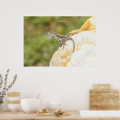 Anole Lizard Rock Poster oder Print (Küche)