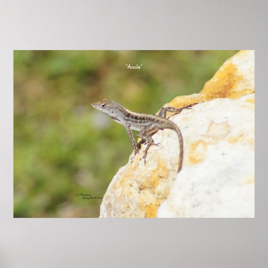 Anole Lizard Rock Poster oder Print (Vorne)