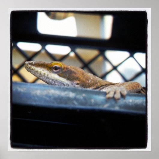 Anole Lizard Sunning Poster (Vorne)