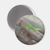 Anole Magnet (Vorderseite/Rückseite)
