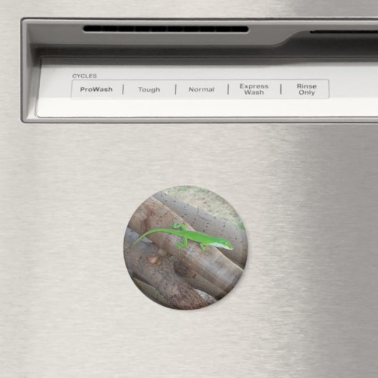 Anole Magnet (In Situ (Geschirrspüler))