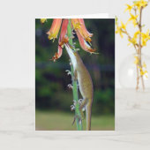 Anole trinkender Nektar von den orange Blumen Karte (Gelbe Blume)