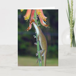 Anole trinkender Nektar von den orange Blumen Karte