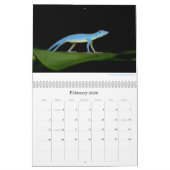 Anoles 2013 Kalender (Feb 2026)
