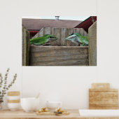 Anoles Gesicht aus Poster (Küche)
