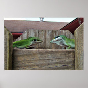 Anoles Gesicht aus Poster