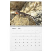 Anolis-Kalender 2027 Kalender (Jan 2027)