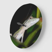 Anolis occultus Uhr (Winkel)