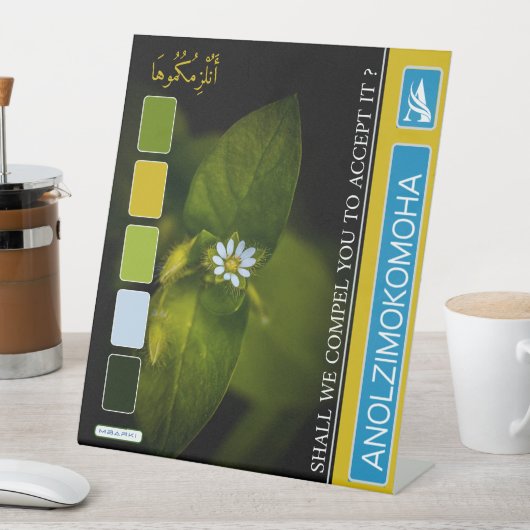 ANOLZIMOKOMOHA SOCKELSCHILD (In Situ)