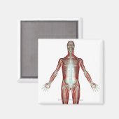 Anordnung aller Muskeln im menschlichen Körper Magnet (Vorderseite/Rückseite)