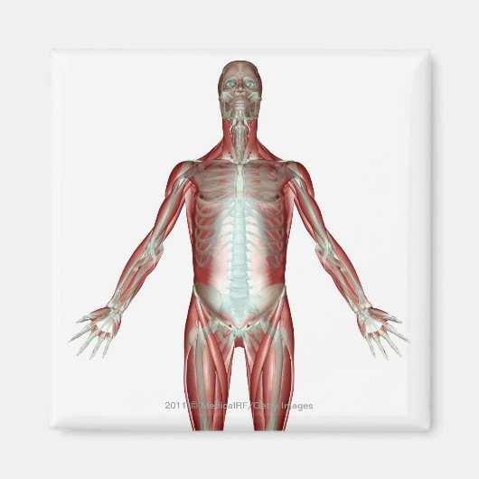 Anordnung aller Muskeln im menschlichen Körper Magnet (Vorne)