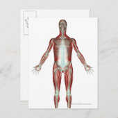 Anordnung aller Muskeln im menschlichen Körper Postkarte (Vorne/Hinten)