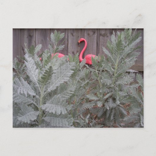 Anordnung in Grau und Rosa Postkarte (Vorderseite)