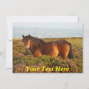 Anpassbar: Exmoor-Pony, Somerset, England Karte