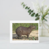 Anpassbare Capybara-Geschenke und T-Shirts - Text  Postkarte (Stehend Vorderseite)