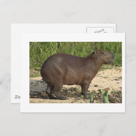 Anpassbare Capybara-Geschenke und T-Shirts - Text Postkarte (Vorne/Hinten)