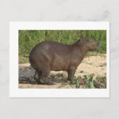 Anpassbare Capybara-Geschenke und T-Shirts - Text Postkarte (Vorderseite)