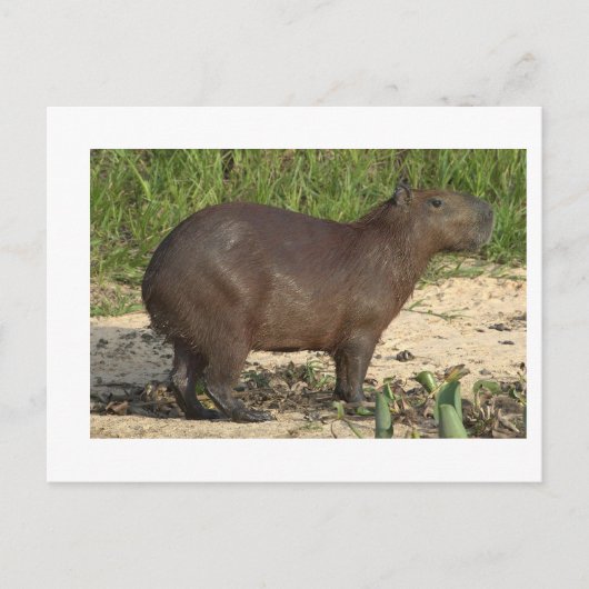 Anpassbare Capybara-Geschenke und T-Shirts - Text  Postkarte (Vorderseite)