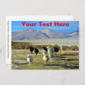 Anpassbare chilenische Schafskarte (Vorne/Hinten)