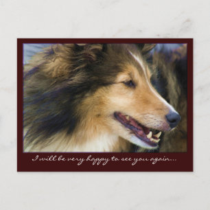 Anpassbare Collie Postkarten