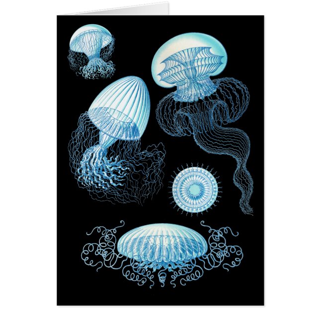 Anpassbare Haeckel Jellyfish (Vorne)