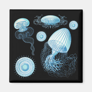 Anpassbare Haeckel Jellyfish Magnet
