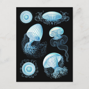 Anpassbare Haeckel Jellyfish Postkarte