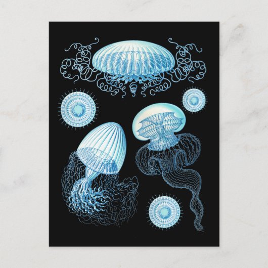 Anpassbare Haeckel Jellyfish Postkarte (Vorderseite)