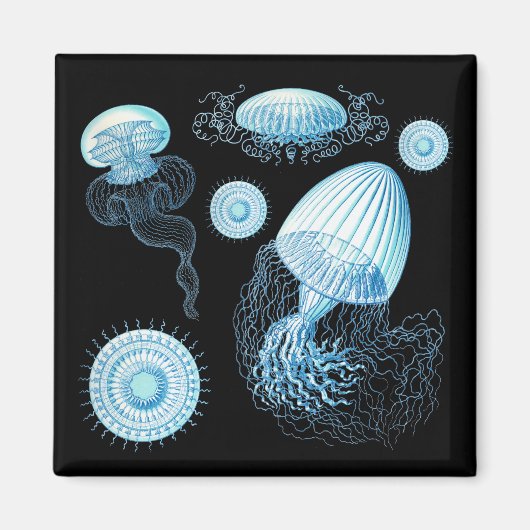 Anpassbare Haeckel Qualle Magnet (Vorne)