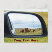 Anpassbare Kühe im Spiegel Postkarte (Vorderseite)
