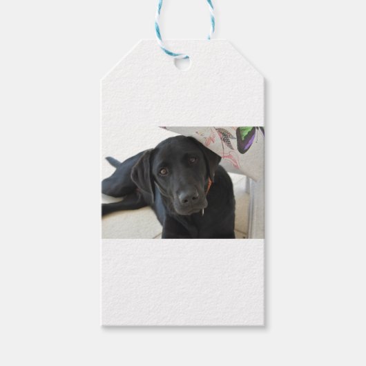 Anpassbare Schwarze Labrador Retriever Geschenkanhänger (Vorderseite)