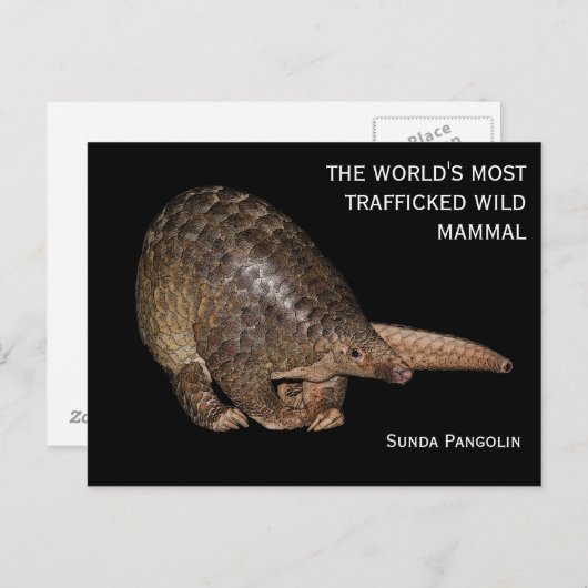Anpassbare Sunda Pangolin Postkarte (Vorne/Hinten)