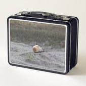 Anpassbare süße Robbe 'Füttere mich' Lunchbox (Rückseite)