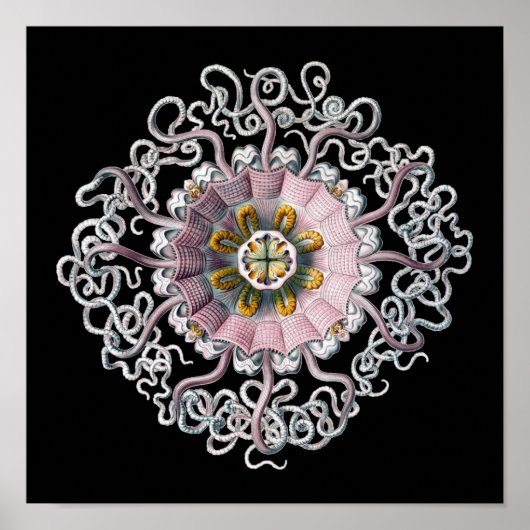 Anpassbare Vintage Haeckel Poster (Vorne)