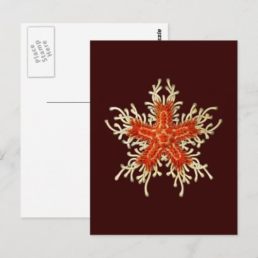 Anpassbare Vintage Haeckel Postkarte (Vorne/Hinten)