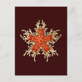 Anpassbare Vintage Haeckel Postkarte (Vorderseite)