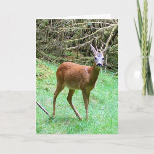 Anpassbarer Rehbock Naturliebhaber Karte