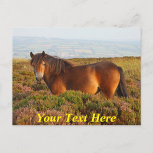Anpassbares Exmoor-Pony, Pferd, Somerset, England Postkarte