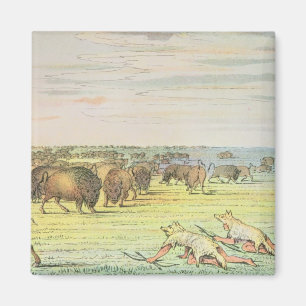 Anpirschender Büffel Magnet