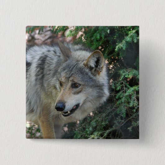 Anpirschendes Wolf-Button Button (Vorderseite)